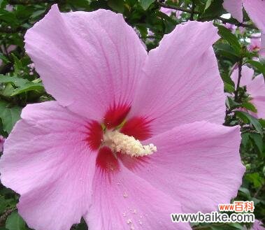 了解木槿花花语 木槿花的花语与意义