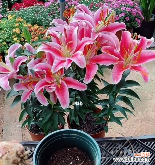 探寻木本百合的美学内涵与文化象征 木本百合的寓意与价值