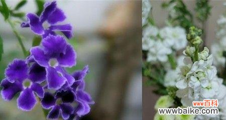 纯真 单纯美好——以百合花语为主题的文章