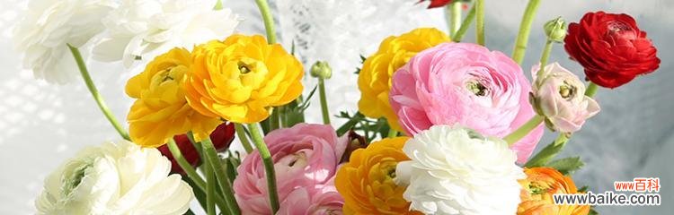 五彩斑斓的花海 花开世界，色彩绽放