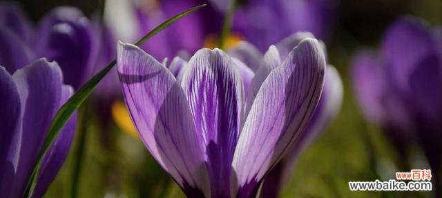 番红花的花语是什么？如何正确解读番红花的含义？