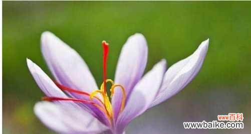 番红花的花语是什么？如何正确解读番红花的含义？