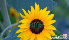 一朵鲜花 以花为象征的救赎之旅