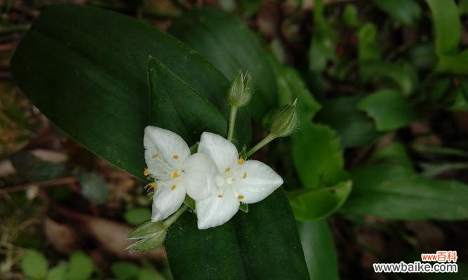 解析白花紫露草的花语 白花紫露草的花语及其象征意义
