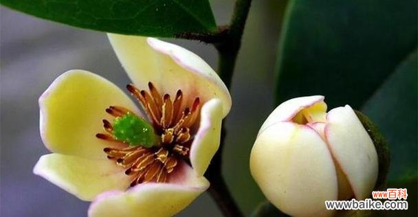 一朵盛开的笑容 含笑花的象征意义与传说