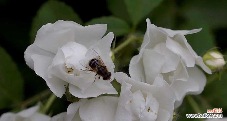 解析白蔷薇的浪漫与神秘 白蔷薇的象征意义与文化价值