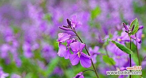 探寻二月兰花语的深意 二月兰花语的美丽与祝福