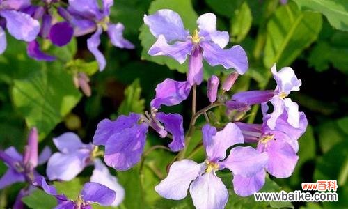 探寻二月兰花语的深意 二月兰花语的美丽与祝福