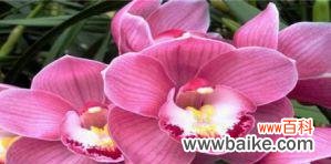 揭示蕙兰花背后的深刻内涵 蕙兰之美