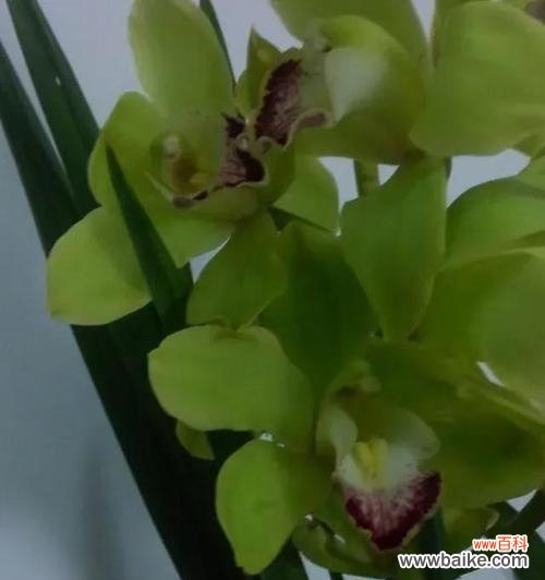 揭示蕙兰花背后的深刻内涵 蕙兰之美