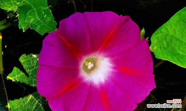 喇叭花的寓意和意义 喇叭花