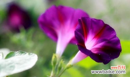 喇叭花的寓意和意义 喇叭花