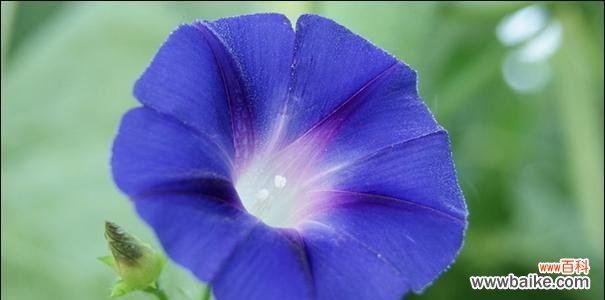 喇叭花的寓意和意义 喇叭花