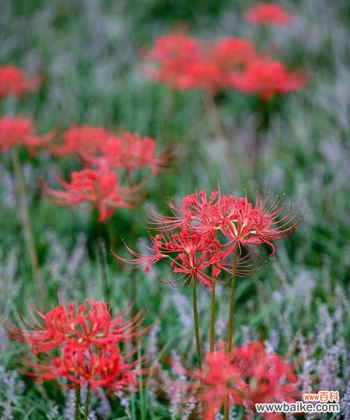 探寻彼岸花的花语和象征意义 彼岸花