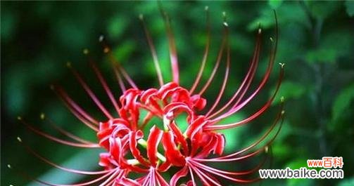 探寻彼岸花的花语和象征意义 彼岸花