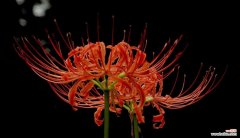 探寻彼岸花的花语和象征意义 彼岸花