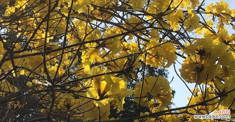 绽放在阳光下的黄色铃铛 黄风铃花