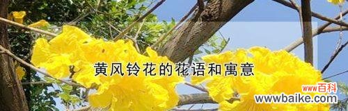 绽放在阳光下的黄色铃铛 黄风铃花