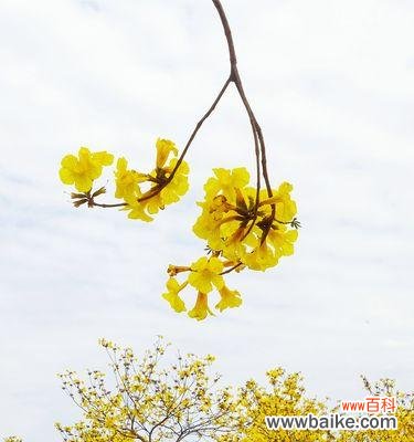 从独特的外观到深刻的寓意 黄风铃——诗意的象征