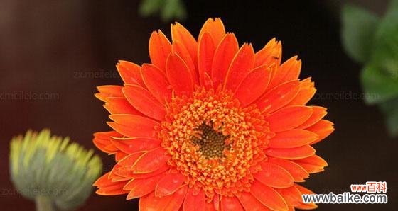 扶郎花的花语是什么？如何正确解读扶郎花的含义？