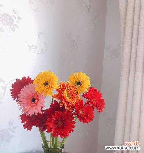 扶郎花的寓意是什么？扶郎花象征着什么含义？