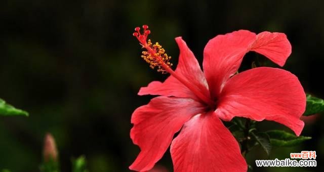 扶桑花的花语是什么？如何正确解读扶桑花的象征意义？