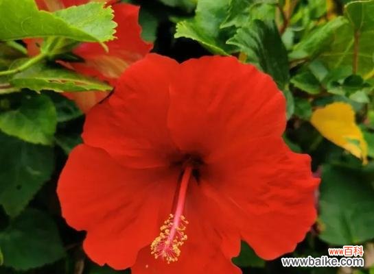 扶桑花的花语是什么？如何正确解读扶桑花的象征意义？