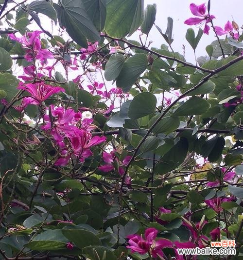 宫粉紫荆花语是什么？如何理解这种美丽花朵的含义？