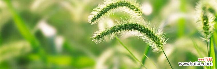 狗尾草的花语是什么?为什么它会成为流行的园艺选择?