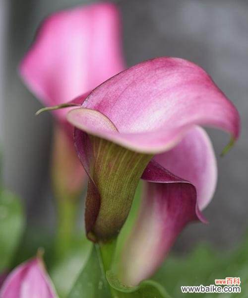 传递爱与关怀的花语 粉色马蹄莲花的美丽与含义