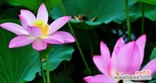 探寻荷花的寓意和文化底蕴 荷花的象征意义——生命之美