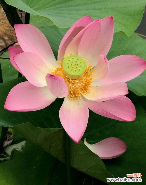 探寻荷花的寓意和文化底蕴 荷花的象征意义——生命之美