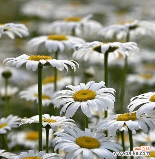 野菊花的美丽与坚韧——以花语代表意义 野菊花的花语及寓意