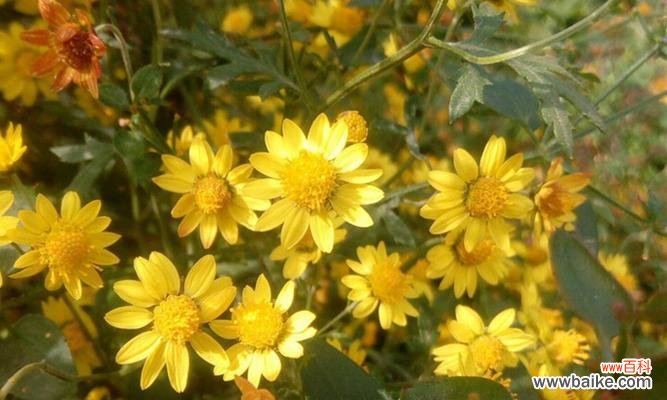 野菊花的美丽与坚韧——以花语代表意义 野菊花的花语及寓意