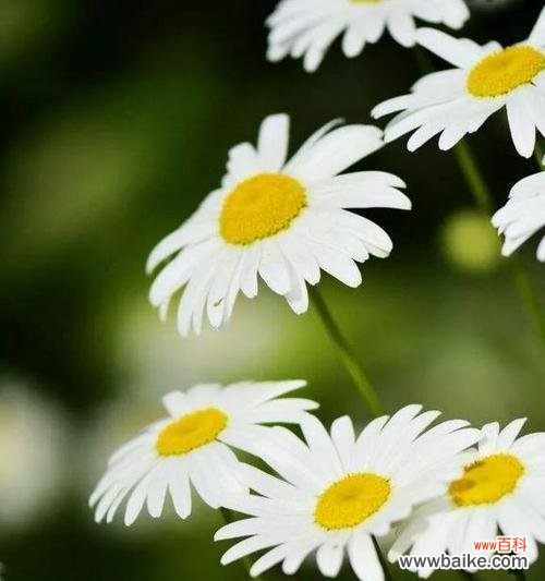 野菊花的美丽与坚韧——以花语代表意义 野菊花的花语及寓意