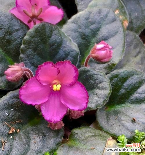 探索非洲紫罗兰花的花语 非洲紫罗兰花语