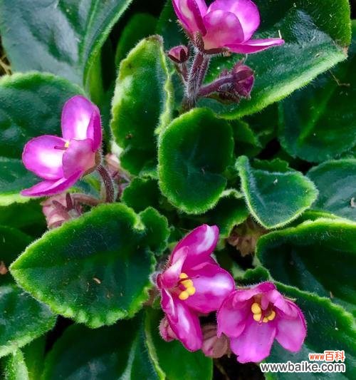 探索非洲紫罗兰花的花语 非洲紫罗兰花语