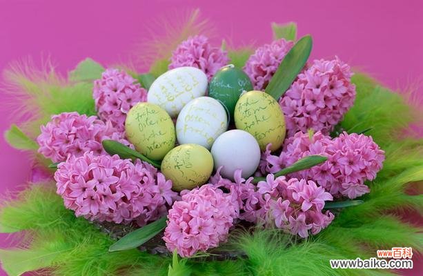 揭开粉色风信子花语的神秘面纱 粉色风信子花语的深意