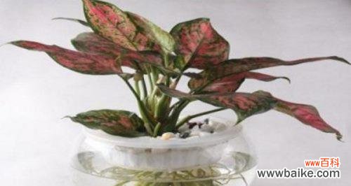 探寻彩叶万年青的寓意和传说 彩叶万年青花语