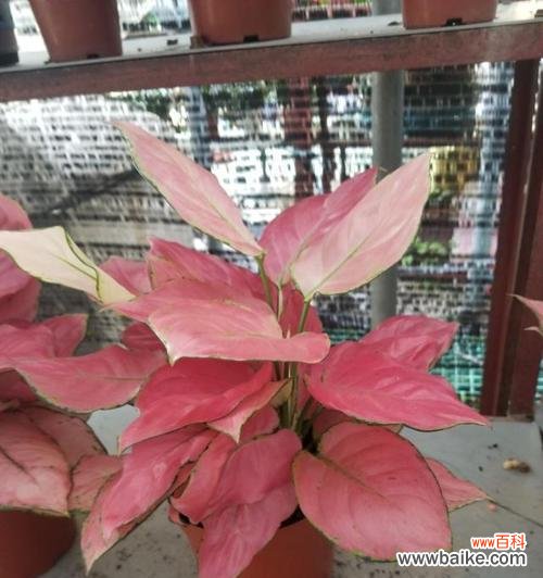 探寻彩叶万年青的寓意和传说 彩叶万年青花语