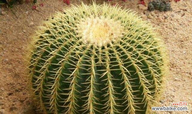 探索仙人掌在文化中的象征意义及寓意 仙人掌的象征意义