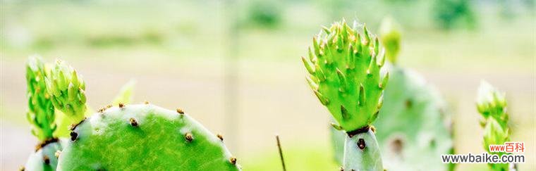 探索仙人掌在文化中的象征意义及寓意 仙人掌的象征意义