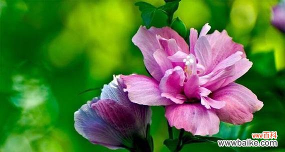 探究木槿花的美丽与深刻寓意 木槿花的寓意与象征意义