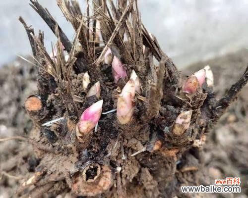 探析苗龄的定义 苗龄的含义及影响