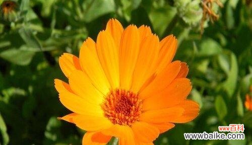 探寻忧郁玫瑰的深意与象征 悲伤之花