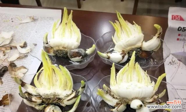 艺术与技艺的完美结合 水仙雕刻