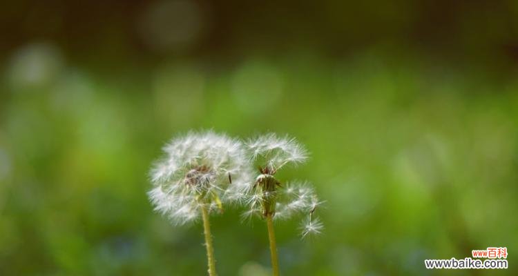 探索蒲公英的含义与象征 蒲公英花语及其寓意