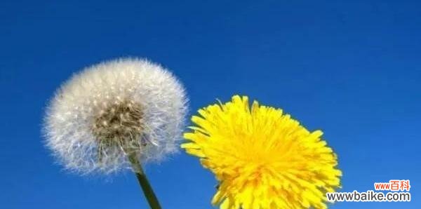 探索蒲公英的含义与象征 蒲公英花语及其寓意