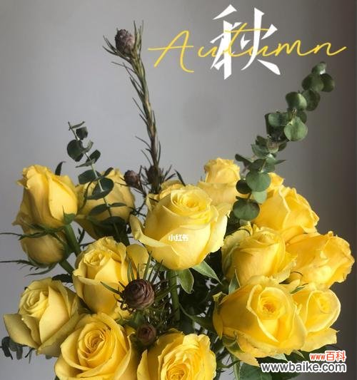 绽放幸福的黄色花海 黄玫瑰的象征意义