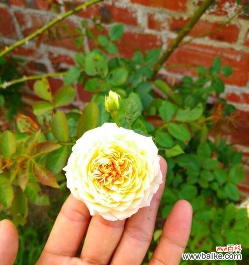 用花朵的语言鼓励和激励 以勤奋为主题的花语——努力加油的花朵